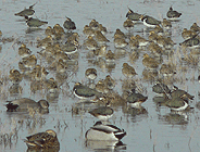 birding in spain winter birding llobregat waders photo